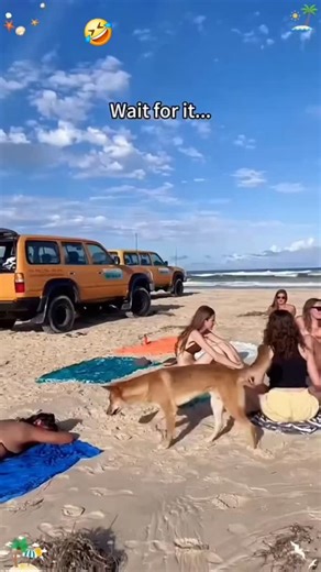 Make Some Moise on Instagram: "My dog understood the assignment… chaos 😂🐶 You ever blink and your dog cause chaos haha in 0.2 seconds? 😭 One minute they’re cute and cuddly 🥹 Next minute? Zoomies activated. Furniture shaking. Socks missing. 🧦💨 Living with a dog means embracing the madness. Because when your dog cause chaos haha, it’s never out of spite… It’s personality. It’s energy. It’s pure joy. ❤️ That wild, goofy behavior? It’s what makes the memories unforgettable. Real dog parents kn