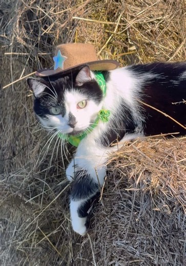 Understanding Grass Height and Pet Placement Issues