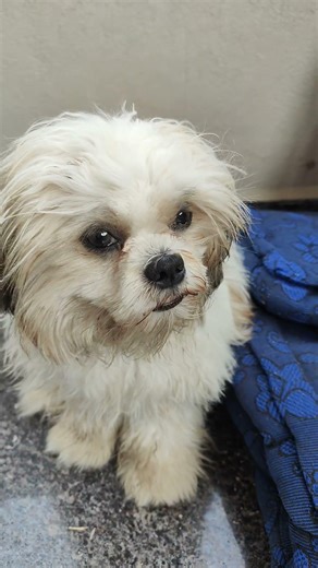 shiro crying sick 🤢#shitzu #puppy #shiro #dogbreeds #trending #cute #top