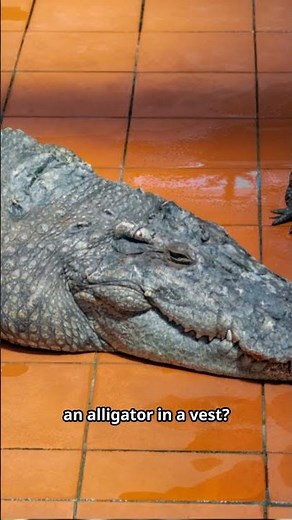 The Funniest Alligator Joke Ever!🐊😎