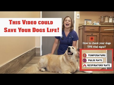 SAVE YOUR DOGS LIFE? | Learn How to take your dogs Vitals? Temperature + Pulse + Respiratory Rate