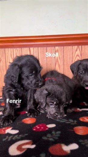 Canedoodle Pups at 5 Weeks Old – Adorable Mixbreeds