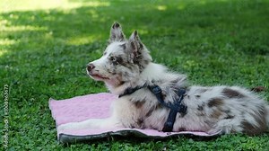A small puppy border collie red Merle with blue eyes is lying on a litter in a summer park and resting. Pet tranquility concept. Horizontal 4k slow motion footage
