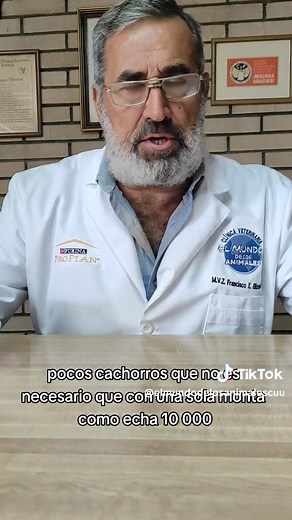 El Celo en las Perritas: Todo lo que Debes Saber