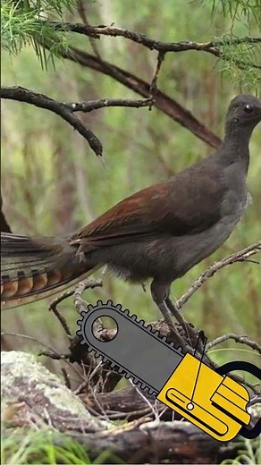 The Lyrebird: Nature’s Master of Mimicry