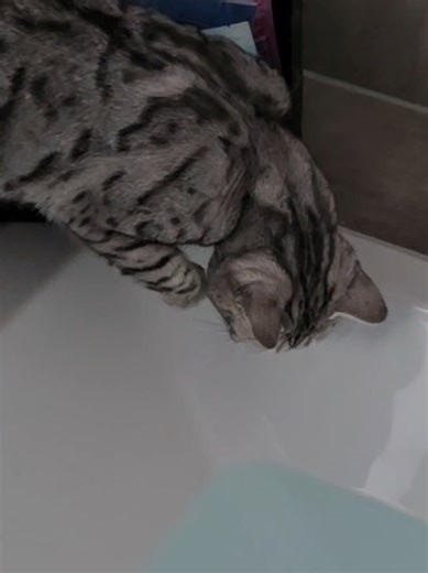 Cosmo hat einen witzigen Wannenunfall!