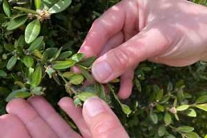 Safeguard against spreading the invasive box tree moth