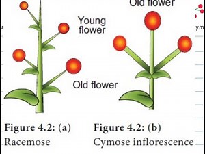 Inflorescence Types Explained | Racemose & Cymose |