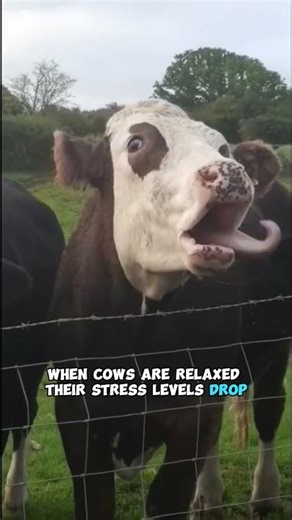 Why Cows Listen to Jazz #shorts #animals