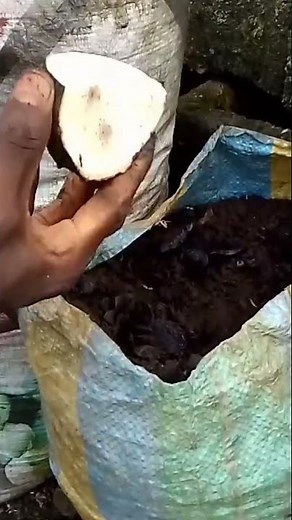 AGRICULTURE HORS SOL: Comment planter les IGNAMES? #secrets #technique