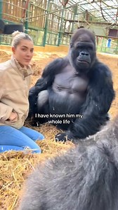 94K views · 1.4K reactions | This is KIFU the silverback gorilla who...