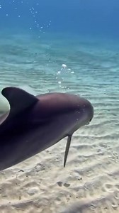 So beautiful 🐬 | Memes by Woo
