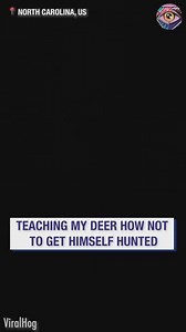 37K views · 149 reactions | Forest survival 101, starring my deer | Now I've Seen Everything | Facebook