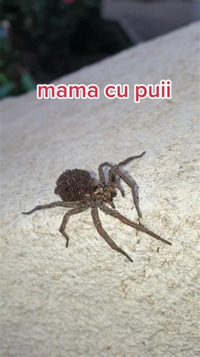 Paianjen Lup cu Puii: Fascinanta Lume a Spidermanilor