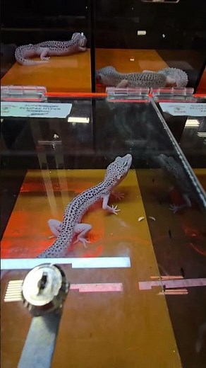 Stunning Leopard Gecko Morphs! 😁 ¡Increíbles Morfos de Geckos Leopardo!