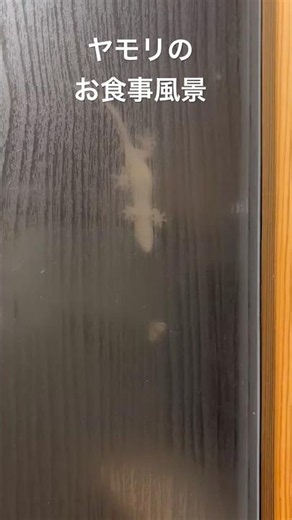 ヤモリは家の守り神#田舎暮らし#自給自足#自然農