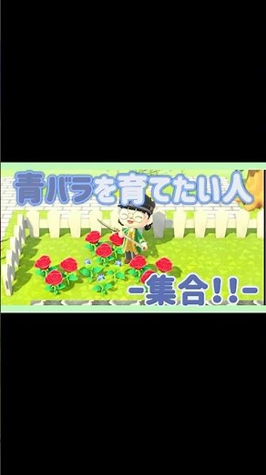 【あつ森】青バラの交配手順をちょこっと紹介🌹（フルはチャンネルへ👀✨） #あつ森 #あつまれどうぶつの森 #青バラ #shorts