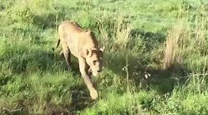 4.2K views · 327 reactions | This is simply breathtaking... Incredible access and we're bringing it all to you live in a 360 degree virtual experience #GMAinAfrica | Amy Robach | Facebook