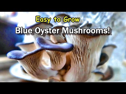 First Time Growing Mushrooms! Blue Oyster Mushrooms Easy to Grow Kit