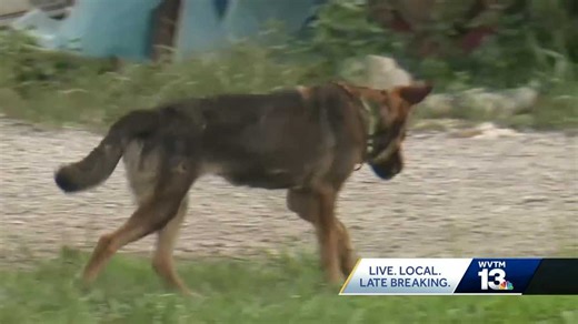 New bill in Alabama aims to end inhumane dog tethering practices