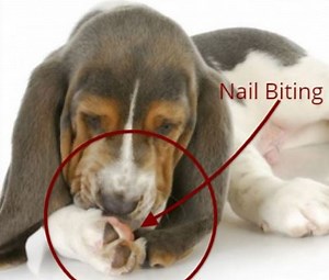 Dog Biting And Pulling Nails (Causes & Prevention)