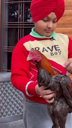 HARIYA KDE NI MAI JAVA JIT KE ⚔️ | #aseelmurga #cheenaaseel #aseel #aseellovers