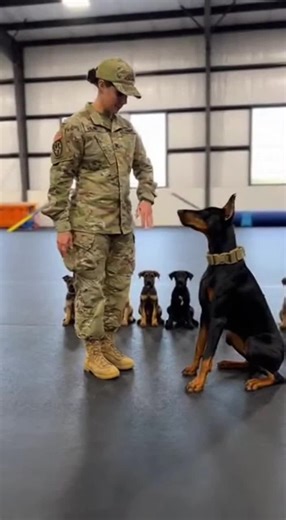 Training a Doberman with Soldier Commands