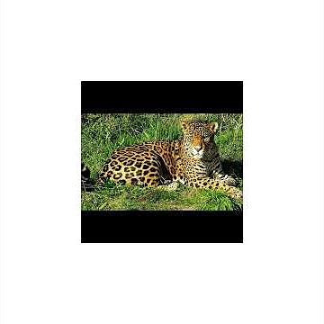 Endangered animal alphabet