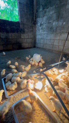Top 4 insane things about 45 days chicken farming | Kahoneho