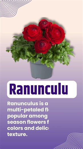 50 Stunning Flowers That Bloom Naturally Through the Year 🌸