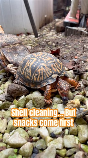 She Wouldn’t Stop Eating… Even During a Shell Cleaning 🫐🐢