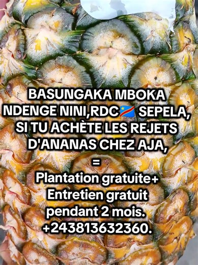 MERCI AJA, rejets d'ananas disponible chez nous.#RDC #kinshasa🇨🇩 #agriculture #projet #agricole