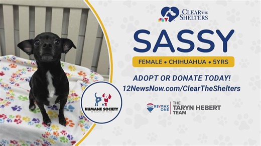🐶 CLEAR THE SHELTERS | Meet Sassy, a 5-year-old Chihuahua at Humane Society of Southeast Texas who's ready for her forever home. Adopt her through Sept 1 as part of Southeast Texas' Clear the Shelters campaign. https://www.12newsnow.com/article/news/local/outreach/clear-the-shelters/12news-clear-the-shelters-during-august/502-7e32e85f-dec9-4d0f-a33f-e05f3ae9d395?utm_medium=social&utm_source=facebook_12NewsNow | 12NewsNow