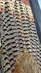 5K views · 1.6K reactions | Pheasant pieces have become super popular! This one’s ready to head home to Texas! Whether you want us to do a bird for you or you want our DIY tutorials, we got you covered. Reach out for more info! #Pheasant #UplandHunting #Hunting #FeatherArt | All Feathers Taxidermy | Facebook