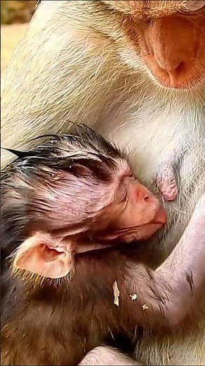 Life of Monkeys: The baby monkey wanted more milk, but its mother wouldn't let it.