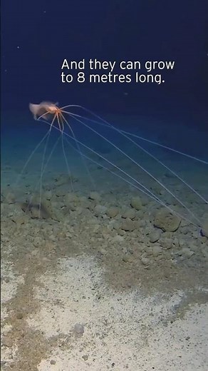 Extremely Rare Squid Filmed—You’ll Never Forget This