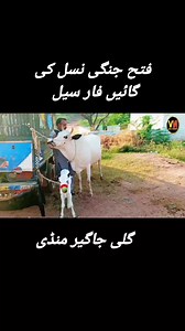 181K views · 5.5K reactions | Fateh jangi cow for sale #reelsfbシ #fbreelsvideo #reelsviralfb #viralreelsfacebook #reelsfacebook #reelsf #Kotfatehkhan #bシ #mandidomail #kotfatehkhan | Nadeemi vines | Facebook