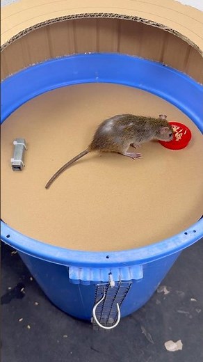 Bucket Mouse Trap Experiment | Simple Engineering Idea #rat