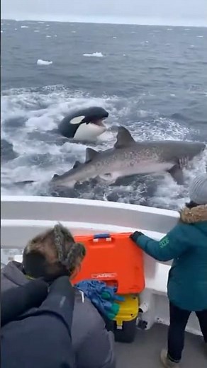 ANCIENT SURVIVOR… A 400 Year Old Greenland Shark Fled an Orca and Found Humans