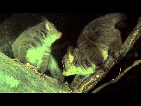 Garnett's Galago Babies - Cincinnati Zoo