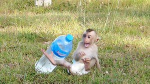 Milo cry sharply tantrum angry mom left him alone | Monkey Daily