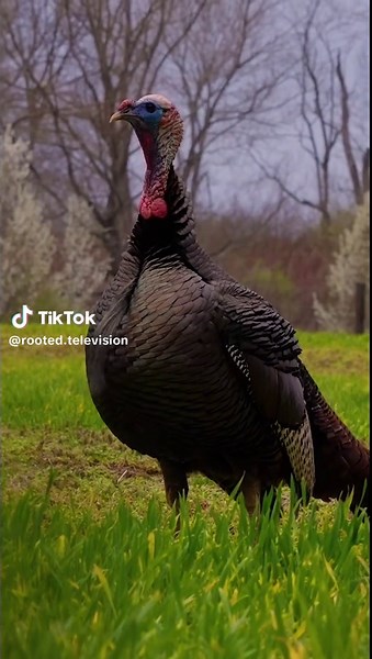 Up Close with Wild Turkey: Nature's Majestic Bird