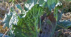 Veggies to plant in your fall garden