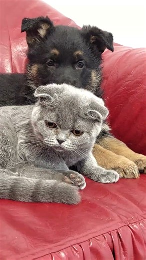 German Shepherd Kissing a Kitten