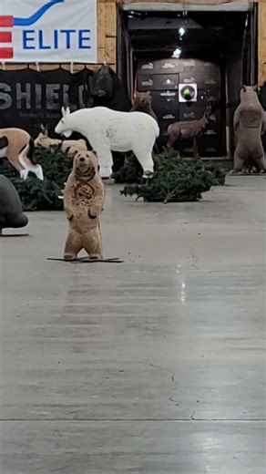 Hoyt Torrex shooting 60 yards 🎈 target #hoytarchery