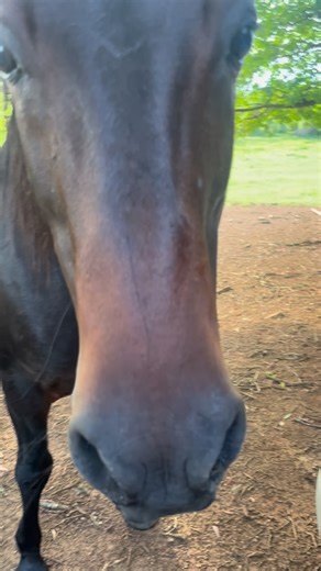 Mares and foals enjoying life at the stud — the next generation in the making ✨ #horse #equine #broodmares #equestrian #caballos #horsestud #boerperdsofinstagram #boerperd #horsebreeding #kzn #horselovers #equi | Potfontein Stoet
