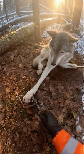 Bodycam Rescue: Injured Wolf Caught in a Trap! 🐺