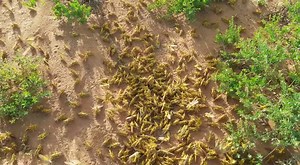 When you picture a swarm of locusts, what comes to mind? Perhaps this will paint a clearer picture. Right now, East Africa is experiencing a second wave of desert locusts that are 20x worse than what was seen 2 months ago. | International Committee of the Red Cross - Africa | Facebook