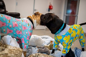 19K views · 760 reactions | Sometimes a shelter dog just needs a break. And we think a pajama party complete with big soft blankets, pillows to shred, and toys to play with is the perfect way to let go of some stress. And the dogs loved it too! | The Humane Society of Southern Arizona | Facebook