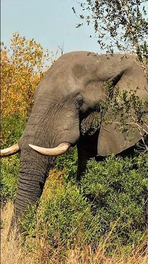 Elephant in the Kruger National Park, South Africa.